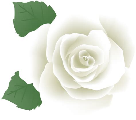 White Rose Png Clipart 10 Free Cliparts Download Images On Clipground 2024