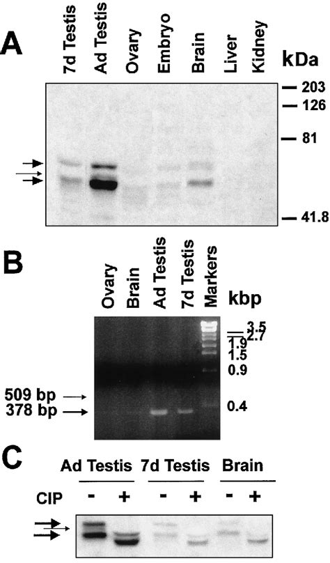 Figure From The Cellular Distribution And Kinase Activity Of The Cdk