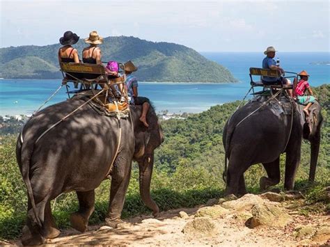 Phuket Elephant Trekking Tours