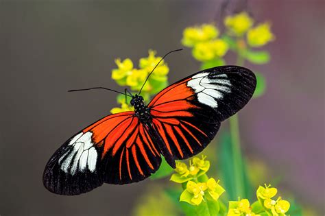 Heliconius Erato O Farfalla Postino Juzaphoto