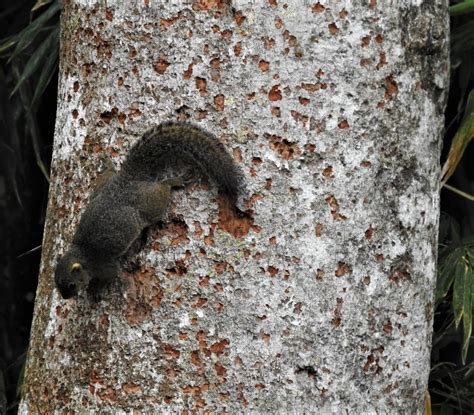 Bornean Black Banded Squirrel Kinabalu Park Hq Mammals Of Borneo