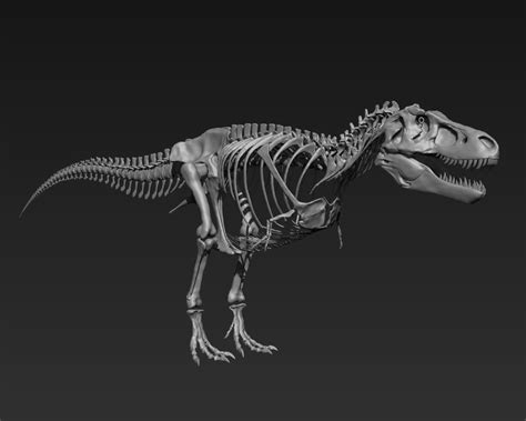 Tyrannosaurus Skeleton [Sue] by RexyMex on DeviantArt