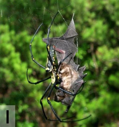 Bat-Eating Spiders: The Most Terrifying Thing You'll See Today | WIRED