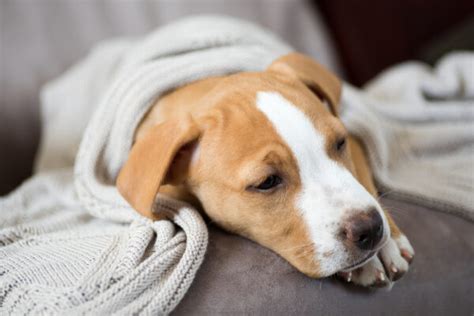 Diarrhea Medicine for Dogs: 6 Vet-Prescribed Treatments | Great Pet Care