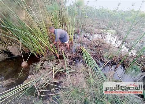 الورق البردى فى الشرقية صناعة تتوارثها الأجيال المصري اليوم