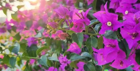 Beautiful evergreen flowers that bloom all year round | EconomicTimes