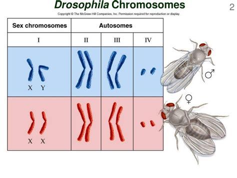 Ppt Drosophila Chromosomes Powerpoint Presentation Free Download