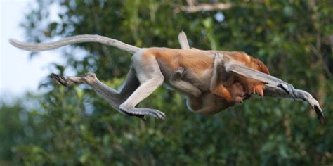 Proboscis monkey leaping Borneo Proboscis monkeys flying in Borneo