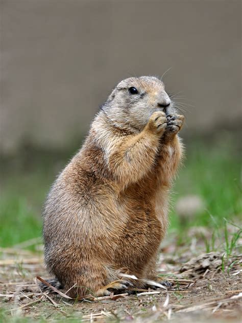 prairie dog wikiwand