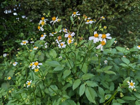 50 Bidens Alba Seeds Florida Wildflower Bee Butterfly Forage Pollinator