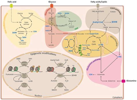 Overview Of Metabolic Pathways Implicated In Epigenetic Modifications