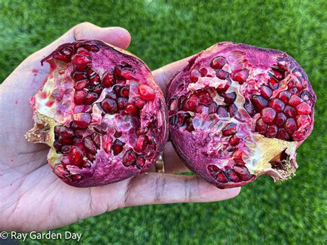 Red Silk Pomegranate Tree Update Ray Garden Day