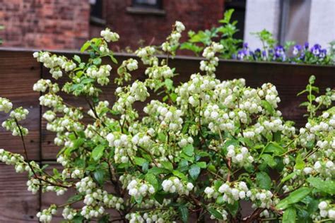 Blueberry Bush In Bloom Garden Visits Blueberry Plant Garden