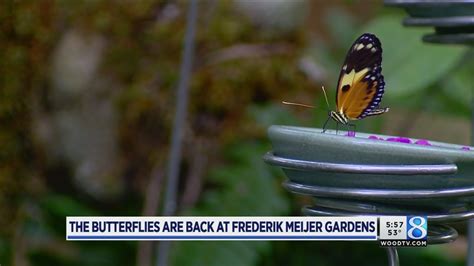 Meijer Gardens Butterfly Exhibition Opens Thurs Youtube