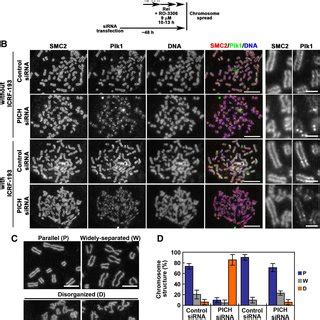 PICH Knockdown Cells Display Disorganized Chromosome Morphology During