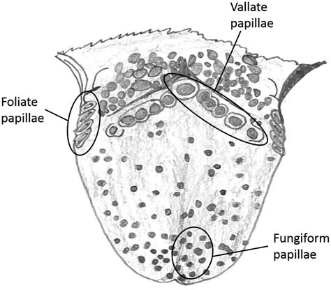 Semi Schematic Drawing Of A Human Tongue Showing Location Of The