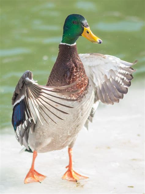 1 682 Duck Wings Spread Stock Photos Free Royalty Free Stock Photos