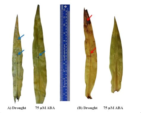 Histochemical Staining Was Performed To Localise H2o2 And O2 ⋅− In The