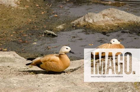 Pair Of Ruddy Shelducks Resting Pair Of Ruddy Shelducks Tadorna