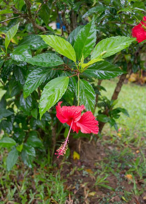 Flor Roja Del Hibisco Foto De Archivo Imagen De P Talo