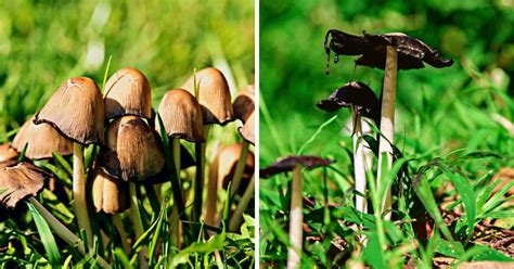 Inky Cap Mushrooms: Identification, Foraging, and Cooking - Mushroom ...