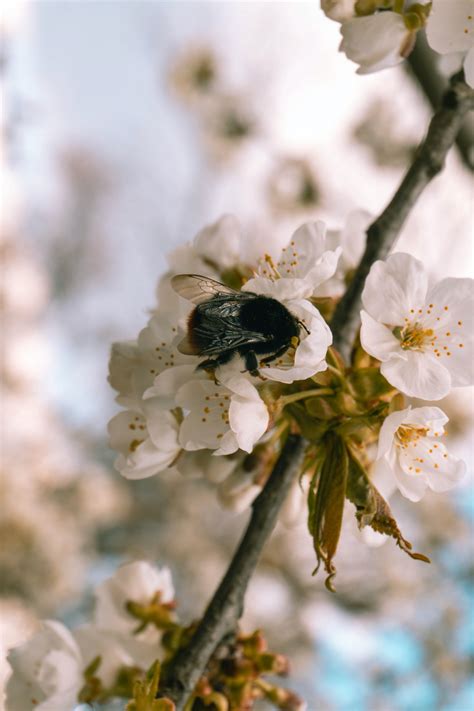 Free Images Flower Petal Twig Branch Pollinator Flowering Plant