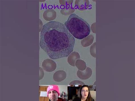 Monoblast Morphological Characteristics - YouTube