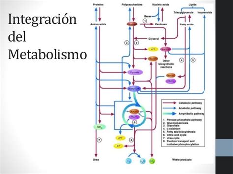 Curso Bioquímica 27 Integración Del Metabolismo