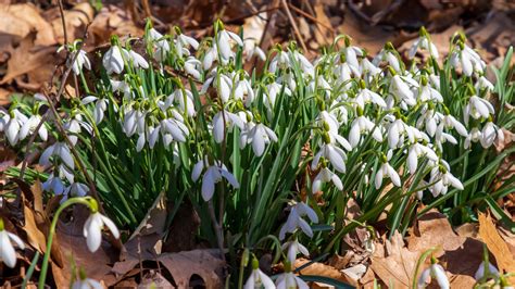 Snowdrops | Early Bloom - LAND DESIGNS UNLIMITED LLC