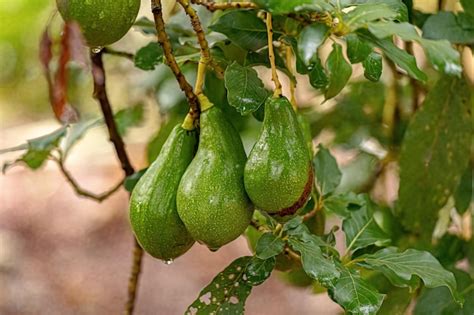 Premium Photo | Avocado fruit tree