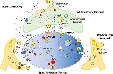 Frontiers From Synaptic Dysfunction To Neuroprotective Strategies In