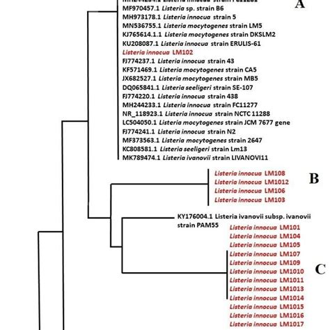 Phylogenetic Analysis Of 16S RRNA Gene Nucleotide Sequences Of Listeria