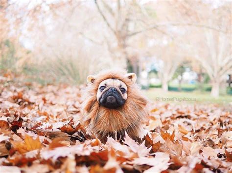 Lion pug 🦁 | Pugs funny, Pug puppies, Cute pugs