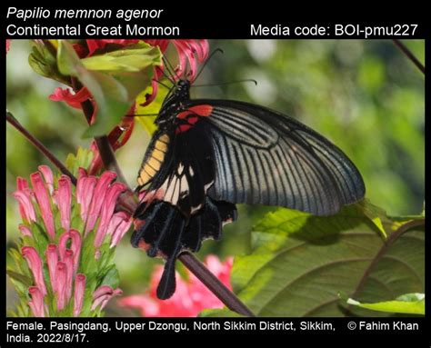 Papilio Memnon