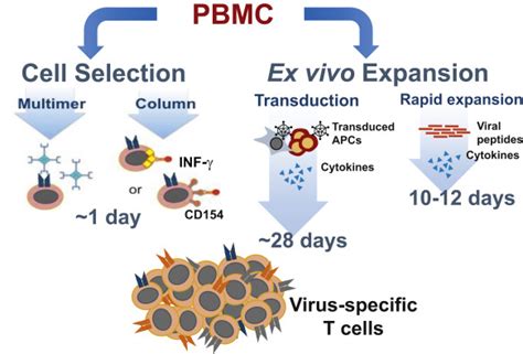 Virus Specific T Cells Current And Future Use In Primary