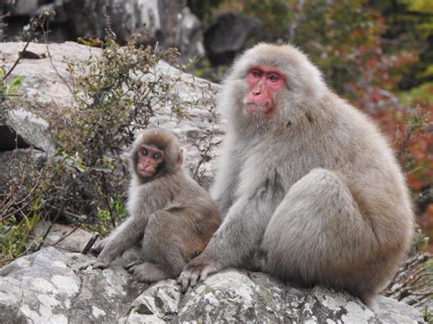 Japanese Macaque