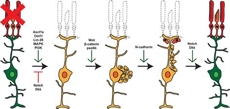 Frontiers miRNAs and Müller Glia Reprogramming During Retina Regeneration