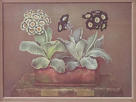 Jose Escofet Still Prints Life Of Potted Plants