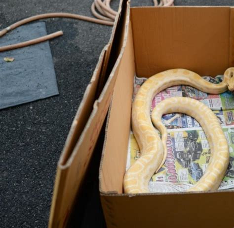 Tiere Feuerwehr In Nrw F Ngt Fast Zwei Meter Lange Python Schlange Ein