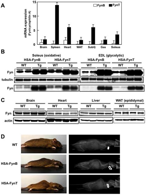 Relative Expression Level Of FynT And FynB In Tissues And Generation