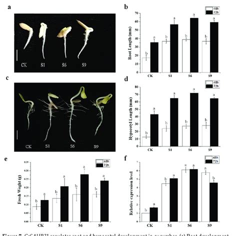 CsSAUR31 regulates root and hypocotyl development in cucumber. (a) Root ...