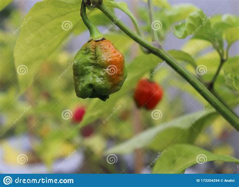 Pimenta De Pimenta Quente Vermelha Trinidad Scorpion Moruga Vermelha Em