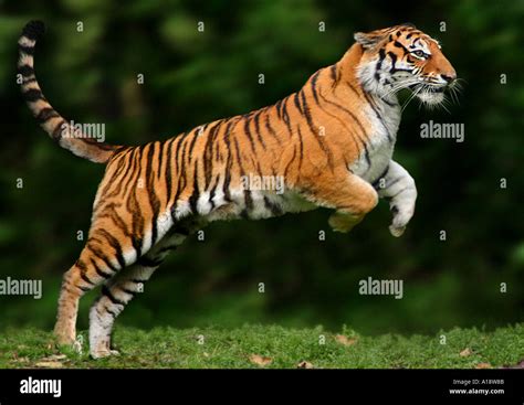 Bengal Tiger Panthera Tigris Tigris Jumping Stock Photo Royalty