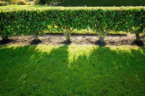 living fence vines