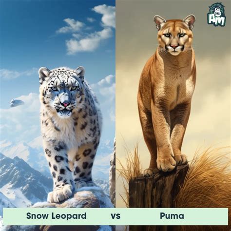 Snow Leopard vs Puma: See Who Wins | Animal Matchup