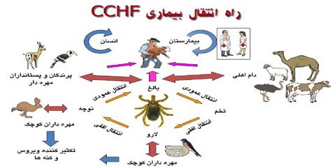 What is congo virus In Urdu | i how do