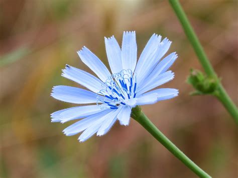 Kostenlose foto Natur blühen Fotografie Wiese Blütenblatt