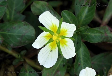 Water Primrose Ludwigia Adscendens