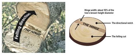 Understanding directional felling – Husqvarna Chainsaw Academy