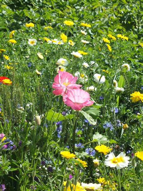 Free Images : landscape, nature, field, meadow, flower, summer ...